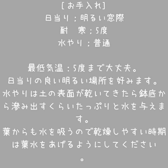 観葉植物現品販売