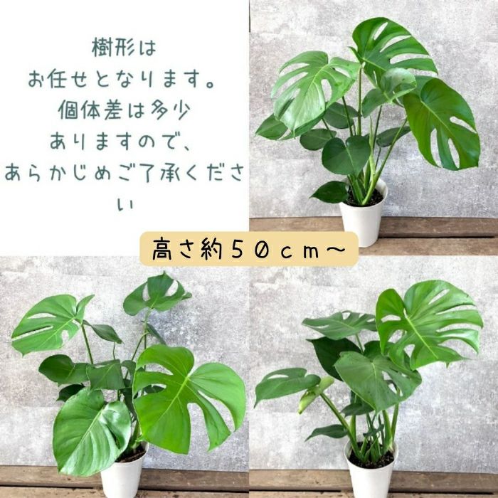 観葉植物現品販売
