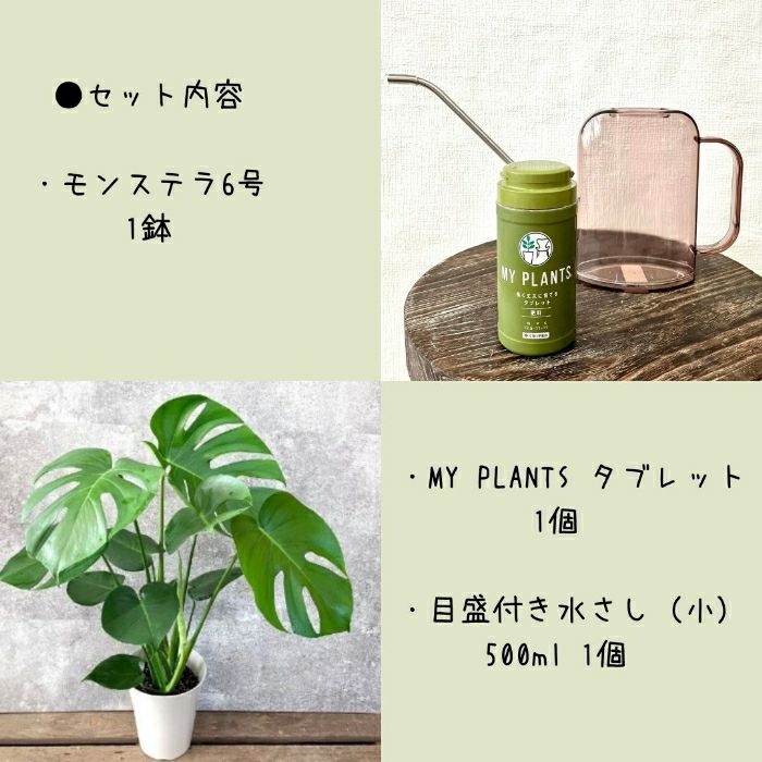 観葉植物現品販売