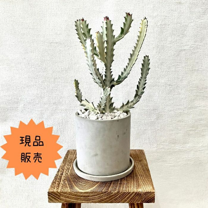 観葉植物現品販売