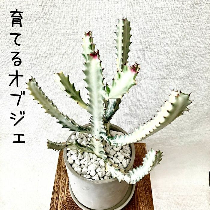 観葉植物現品販売