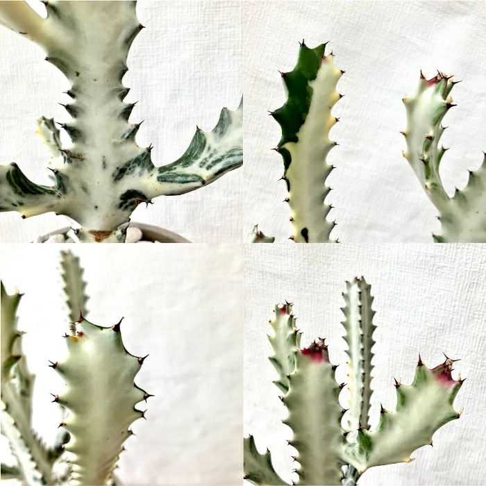 観葉植物現品販売