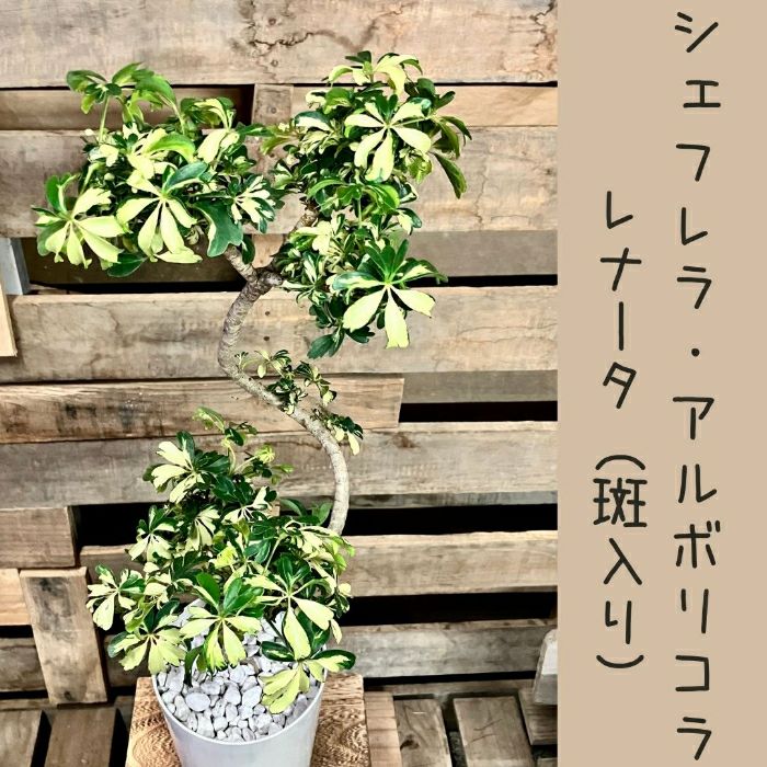 観葉植物現品販売