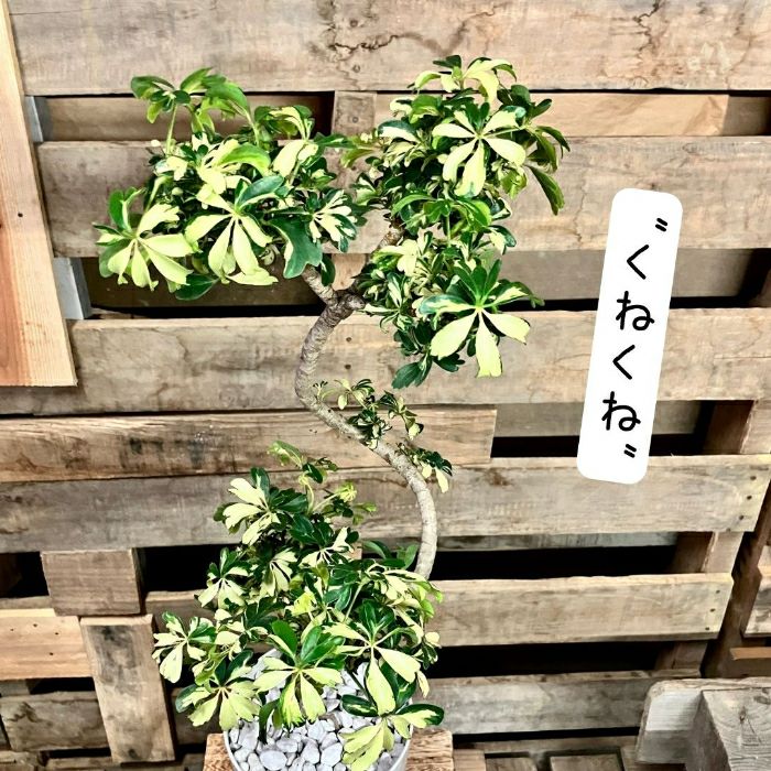 観葉植物現品販売