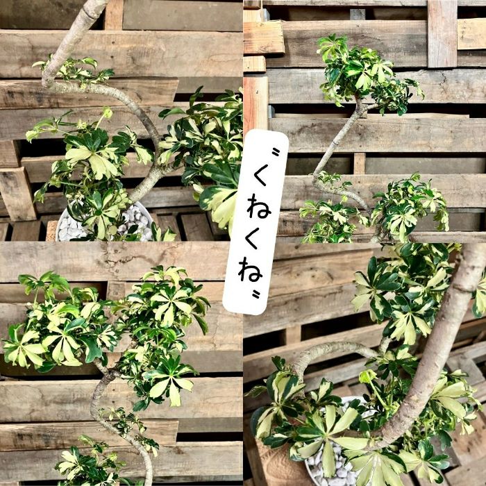 観葉植物現品販売