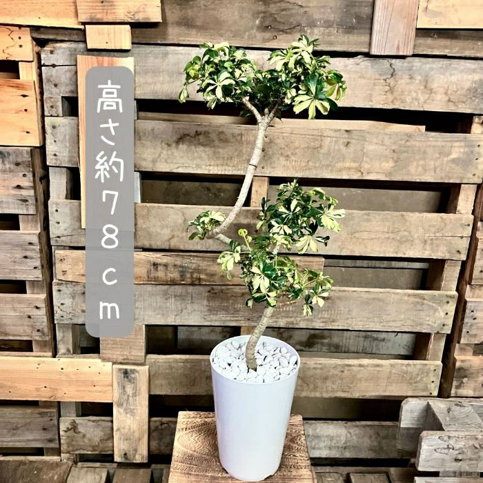 観葉植物現品販売
