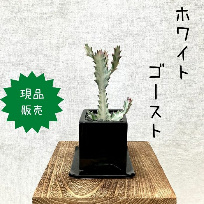 観葉植物現品販売