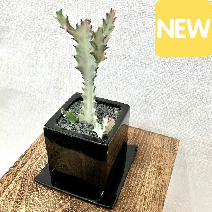 観葉植物現品販売