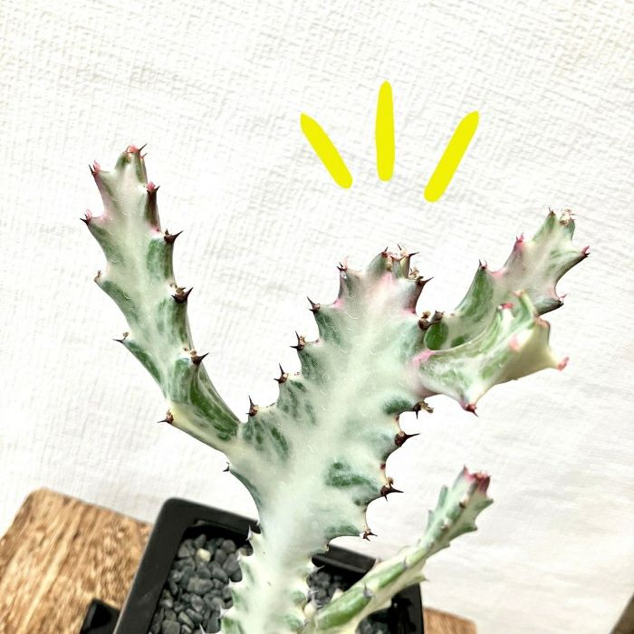 観葉植物現品販売