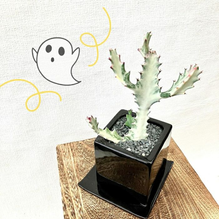 観葉植物現品販売