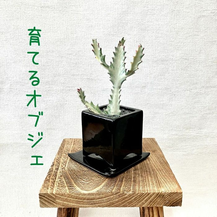 観葉植物現品販売