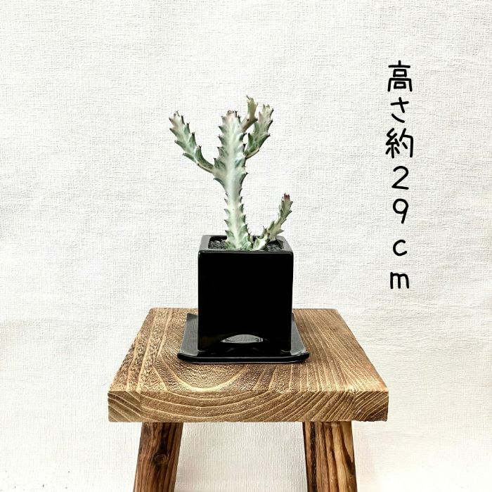 観葉植物現品販売