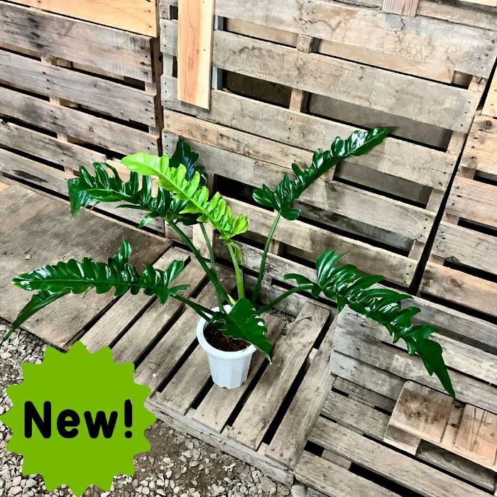 観葉植物現品販売