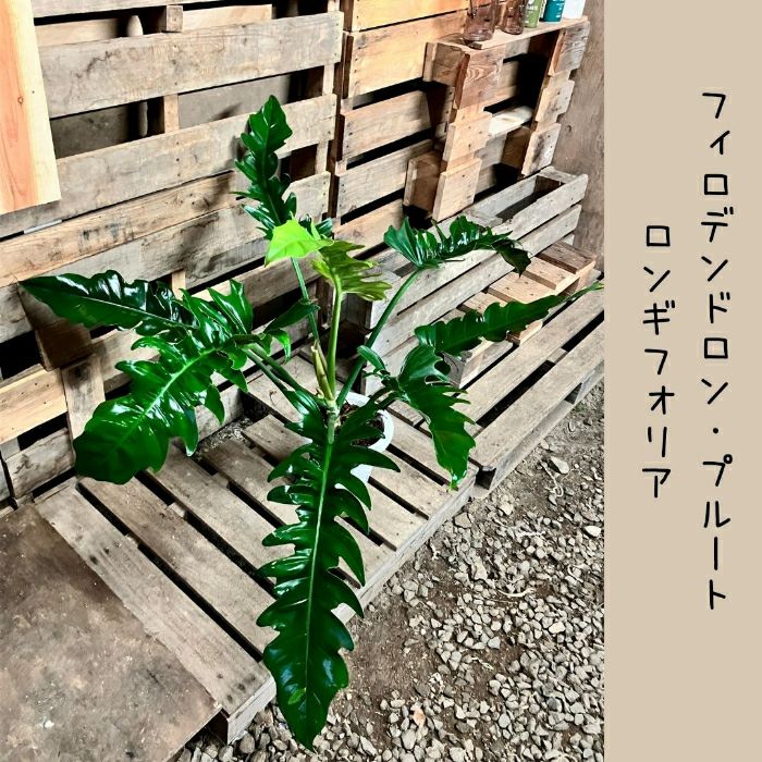 観葉植物現品販売