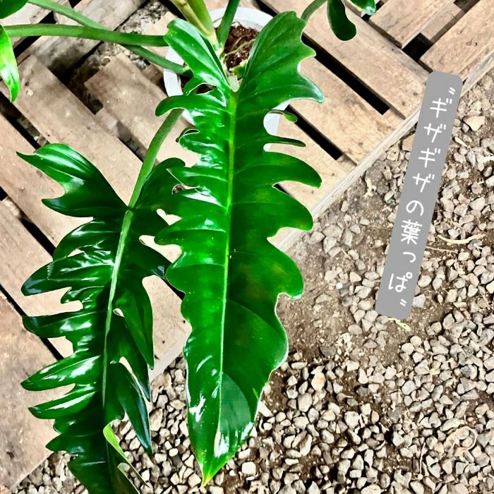 観葉植物現品販売