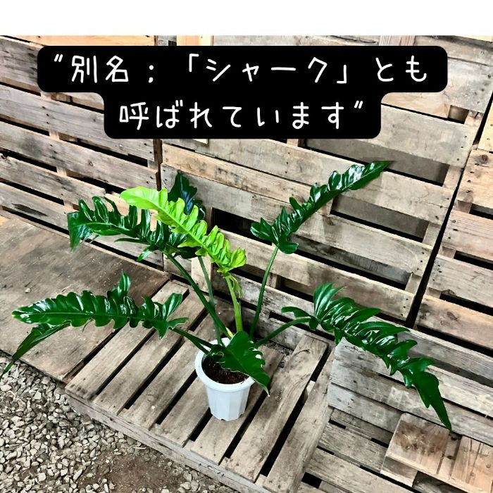 観葉植物現品販売