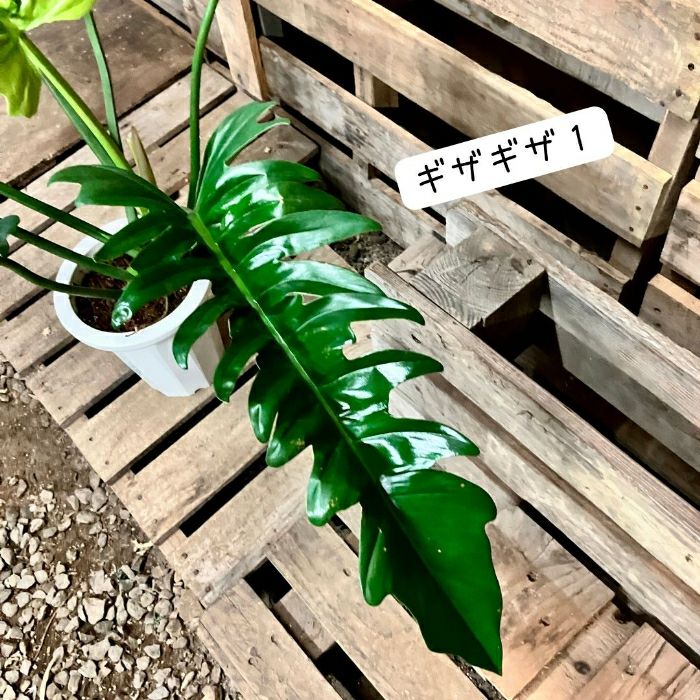 観葉植物現品販売