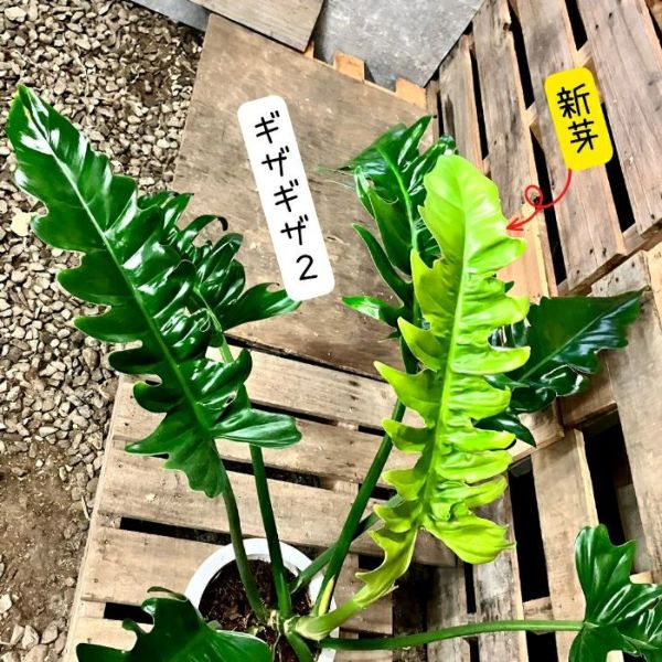 観葉植物 ☆現品・希少☆ フィロデンドロン プルート・ロンギ