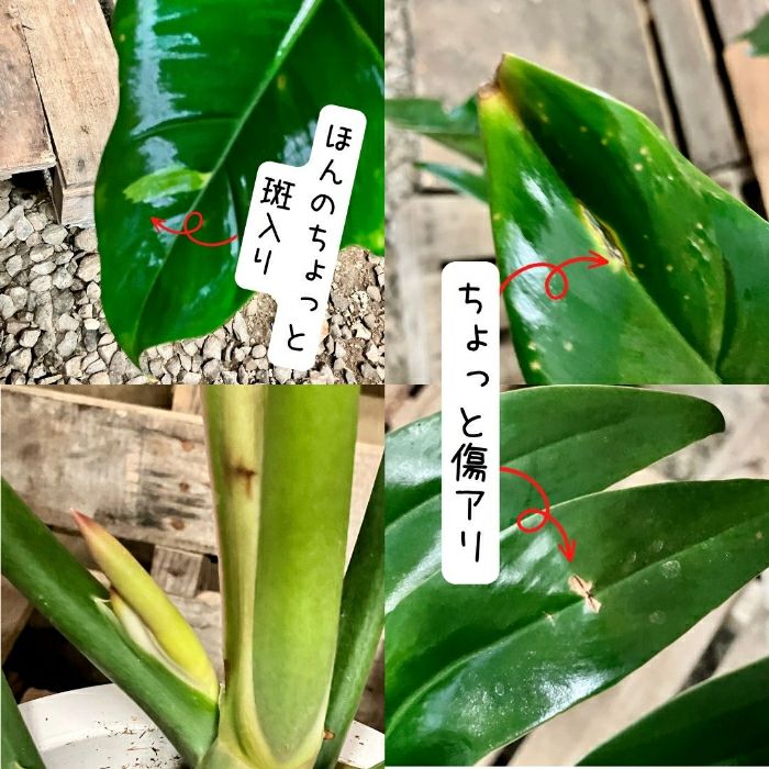 観葉植物現品販売