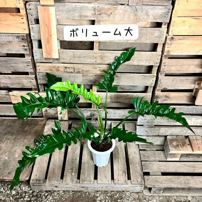 観葉植物現品販売