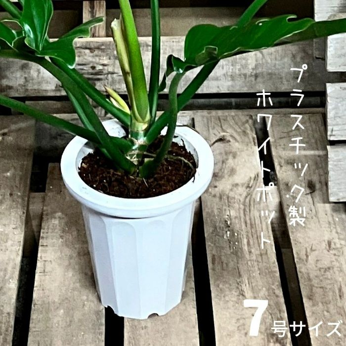 観葉植物現品販売