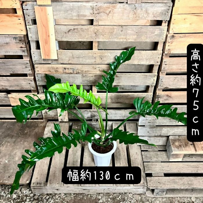 観葉植物現品販売