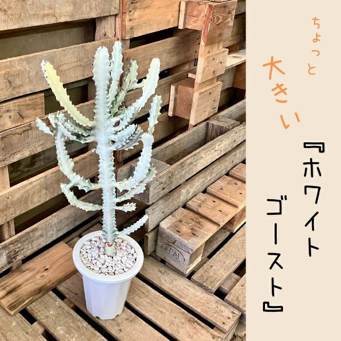 観葉植物現品販売