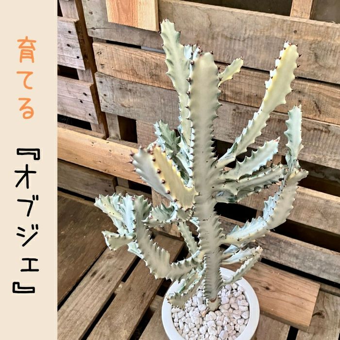 観葉植物現品販売