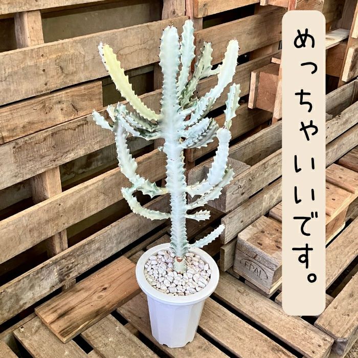 観葉植物現品販売