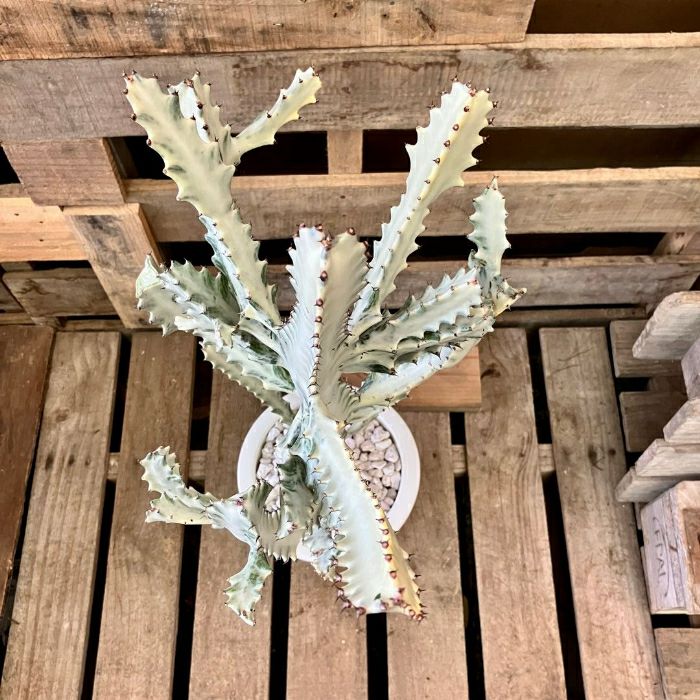 観葉植物現品販売