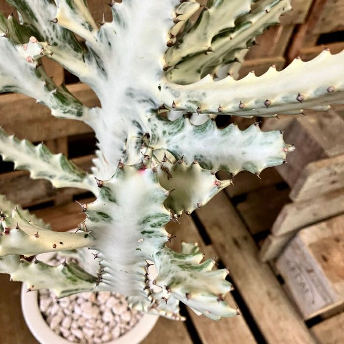 観葉植物現品販売