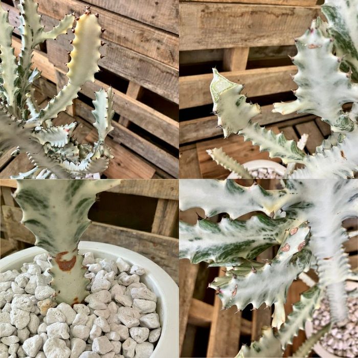 観葉植物現品販売