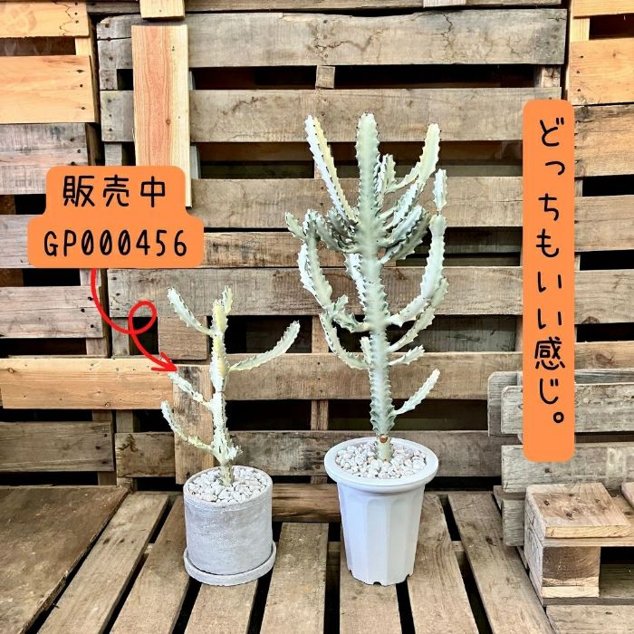 観葉植物現品販売