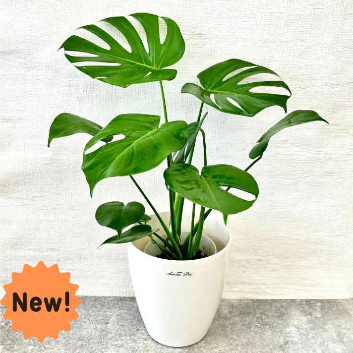 観葉植物現品販売