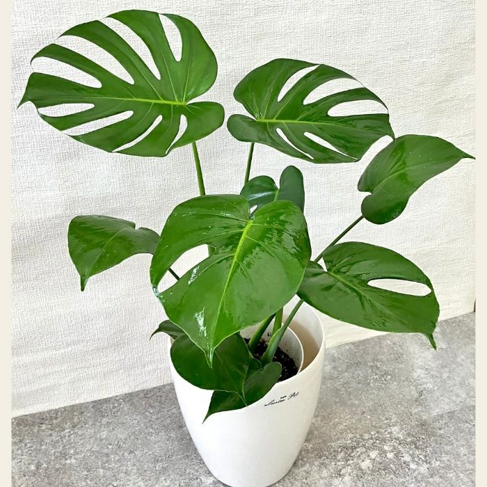 観葉植物現品販売