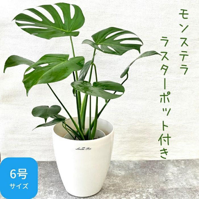 観葉植物現品販売