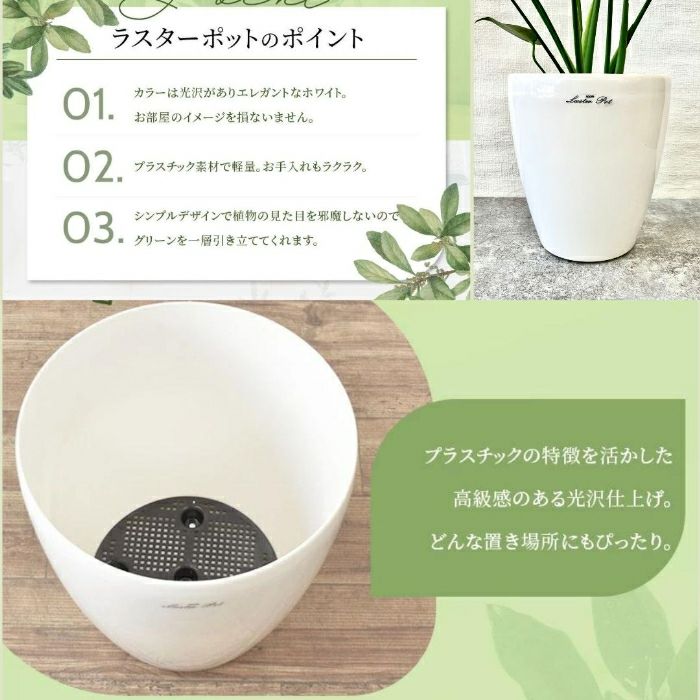 観葉植物現品販売