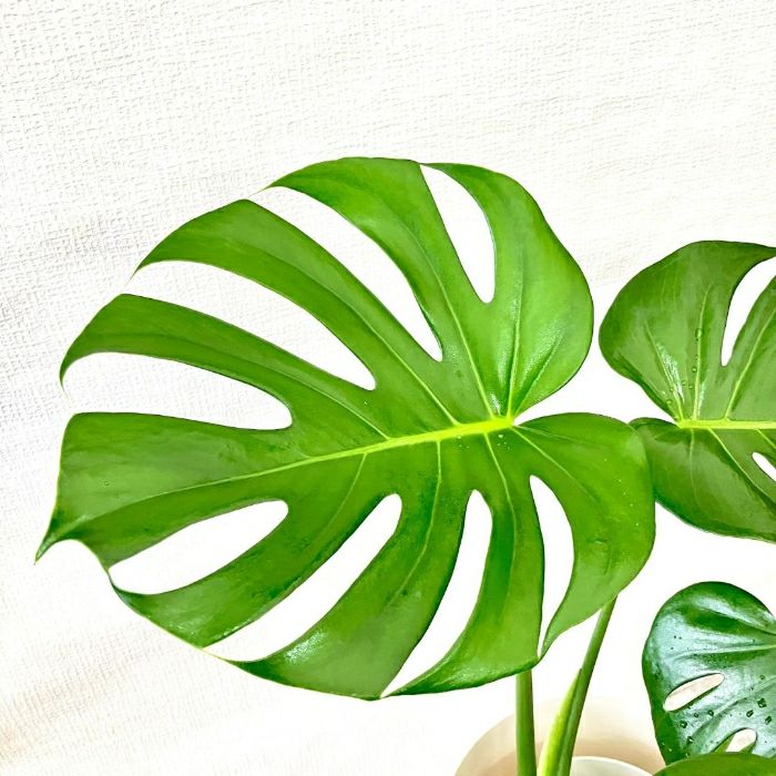 観葉植物現品販売