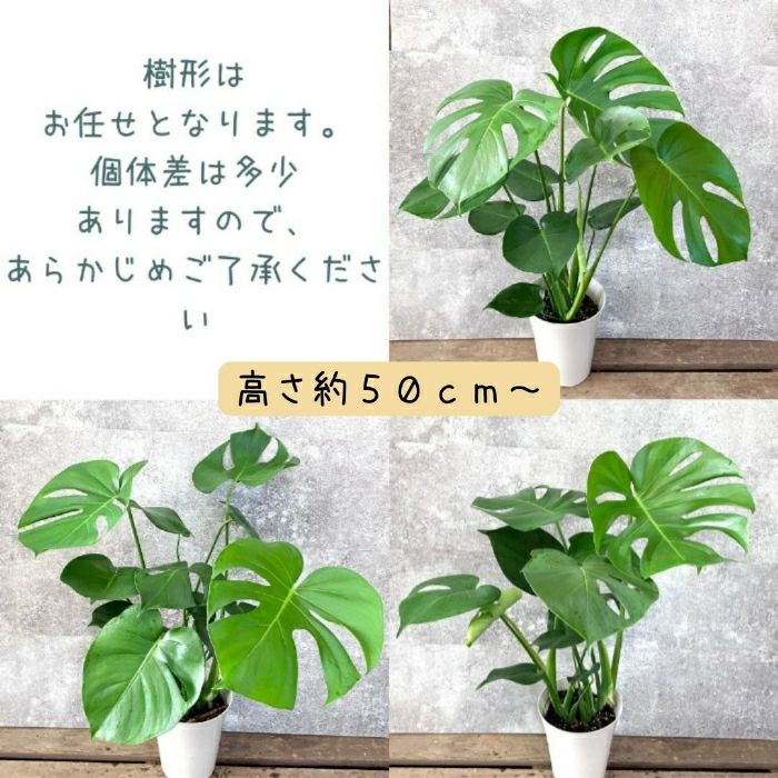 観葉植物現品販売