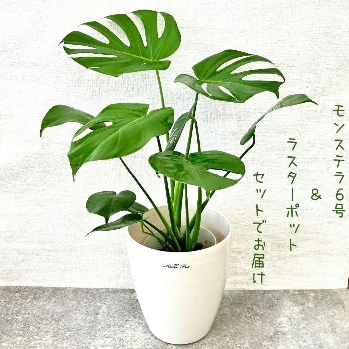観葉植物現品販売