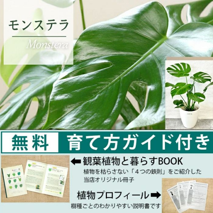観葉植物現品販売