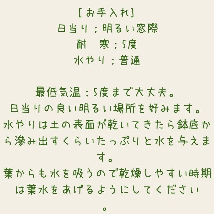 観葉植物現品販売