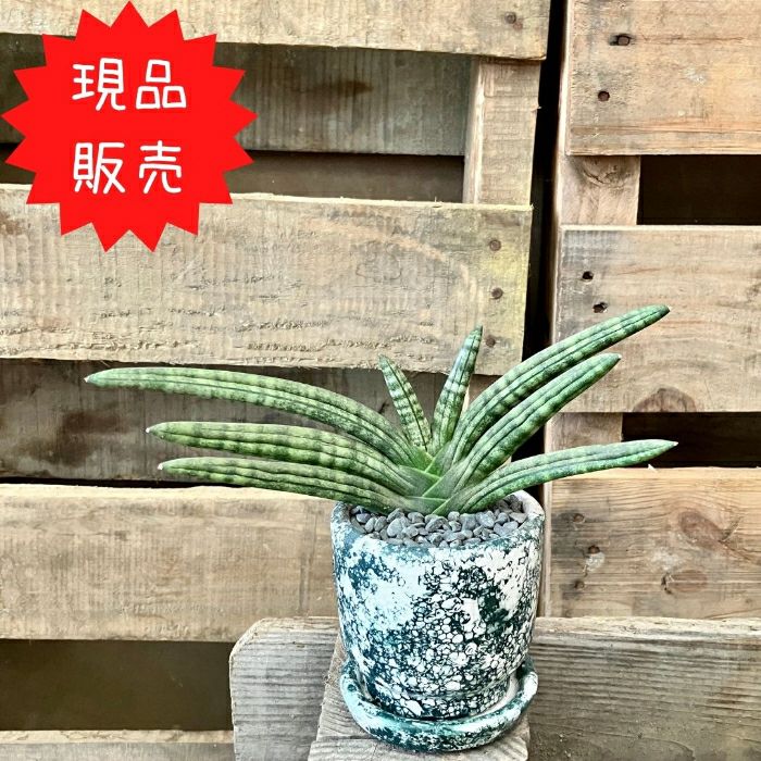 観葉植物現品販売