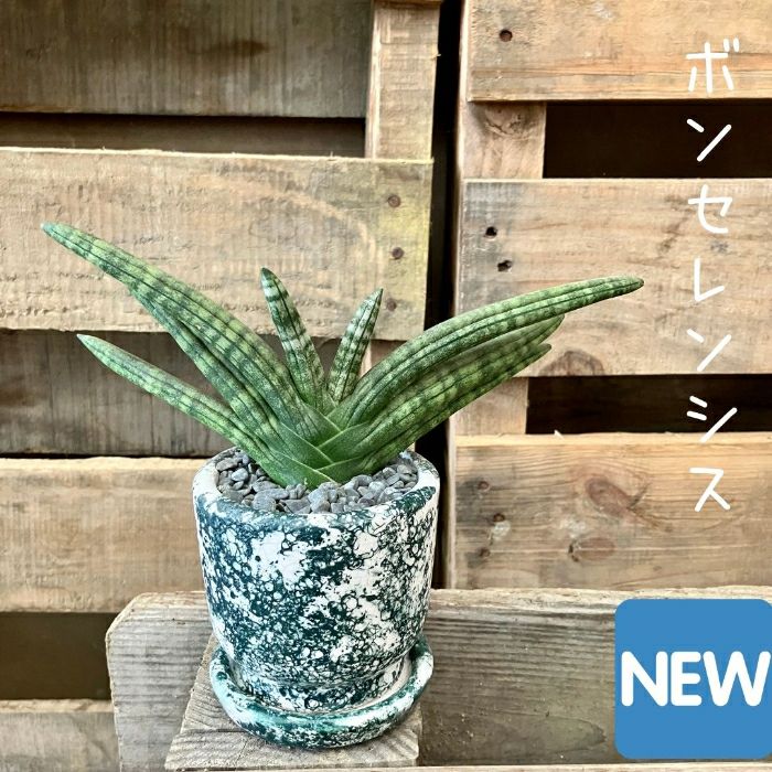 観葉植物現品販売