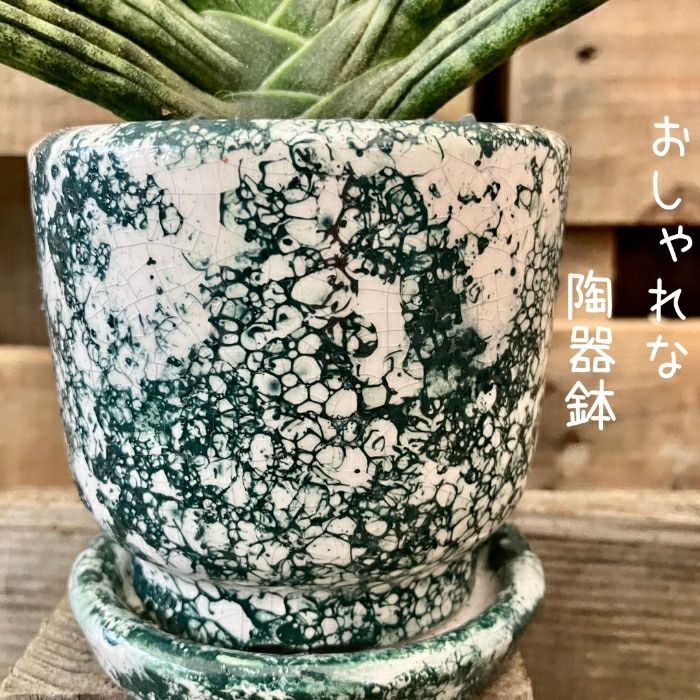 観葉植物現品販売