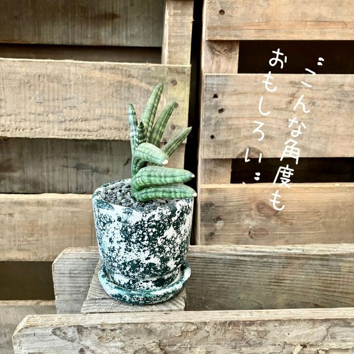 観葉植物現品販売