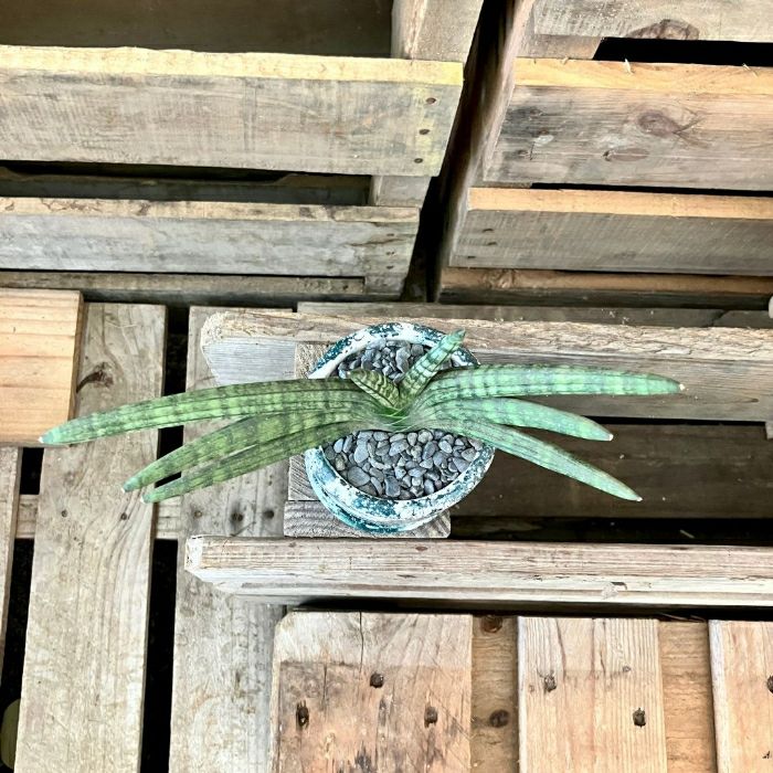 観葉植物現品販売