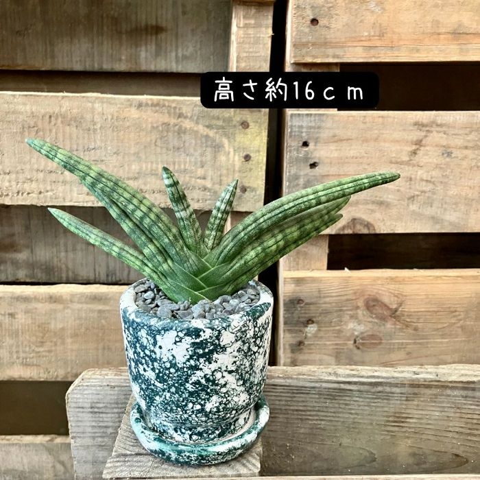 観葉植物現品販売