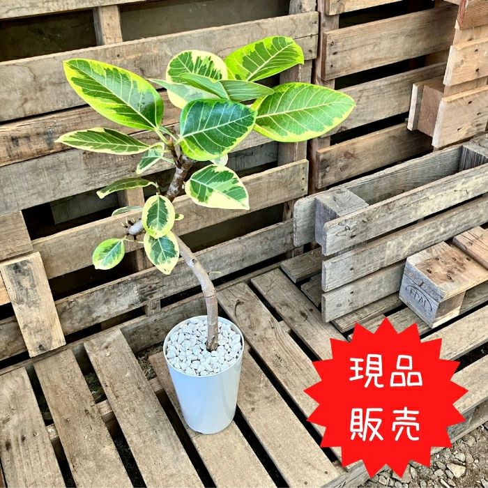 観葉植物現品販売