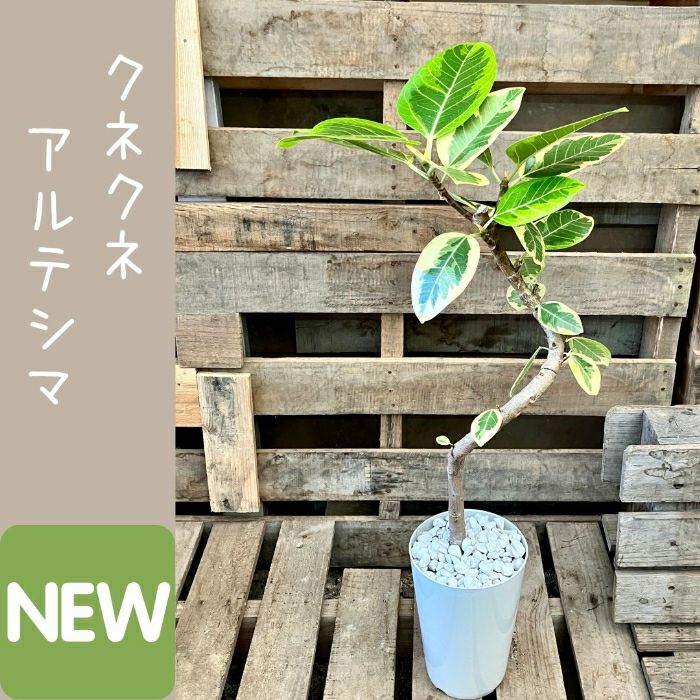 観葉植物現品販売